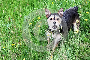 Mutt terrier photo