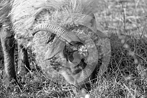 Mutton head with horns eating grass on the meadow.