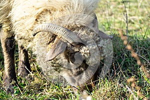 Baranie hlava s rohmi jesť trávu na lúke.