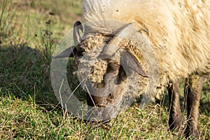 Mutton head with horns eating grass on the meadow.