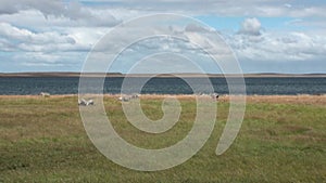 Mutton sheep jumbuck mammal animal on ocean coast of Patagonia.