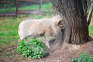 Mutton standing near tree