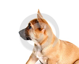 Mutts face on a gray background photo