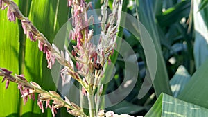 Mutualistic symbiosis between bees and plant flowers photo