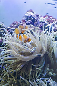 mutualistic symbiotic between clownfish and anemones photo