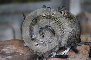 Mutually warming Degus