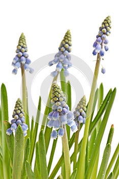 Muuscari - grape hyacinth