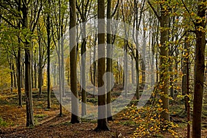 Muziekbos forest in the flemish countryside on a sunny autumn day photo