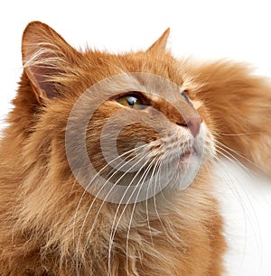 Muzzle adult large fluffy red ginger domestic cat sits sideways