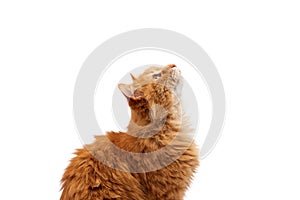 Muzzle adult large fluffy red ginger domestic cat sits sideways on a white background