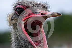 The muzzle of an adult ostrich with an open mouth, close-up