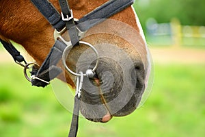 The muzzle of the adult red horse is against on the green background, the close-up