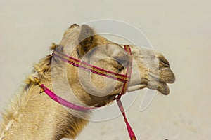 The muzzle of the African camel