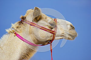 The muzzle of the African camel