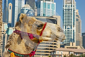 The muzzle of the African camel