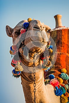 The muzzle of the African camel