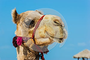 The muzzle of the African camel