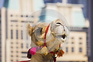 The muzzle of the African camel