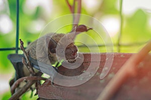 Muzzle bat close up in nature