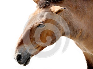 Muzzle of bay (chestnut) wild horse, named Equus przewalskii (Przevalskys horse)