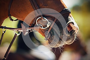 The muzzle of a Bay horse wearing a bridle with a snaffle, illuminated by sunlight on a summer day