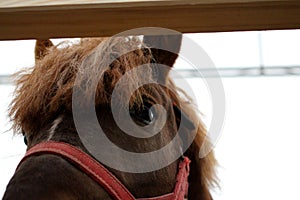 Muzzle beautiful horse in red bridle looks out close