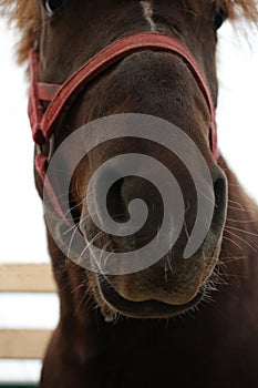 Muzzle beautiful horse in red bridle looks out close