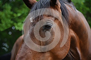 Muzzle of a big brown horse, close-up