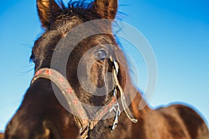 Muzzle of the black Arabian foal close-up against. Horse`s big expressive eyes