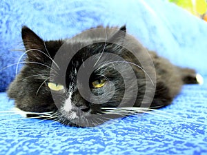 Muzzle of black cat sleeping on the blue sofa