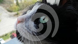 Muzzle of a black and white cat. A domestic cat sits by the mosquito net and looks up at the bird. The pupils dilate