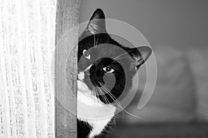 Muzzle of black and white cat is peeking out of the corner.