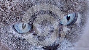 Muzzle of blue-eyed siamese cat