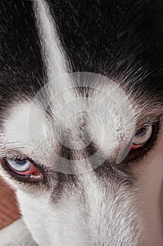 Muzzle of blue-eyed Siberian husky close-up. Husky dog looks sideways, putting his head on his paws. Top view harsh kind hunter.