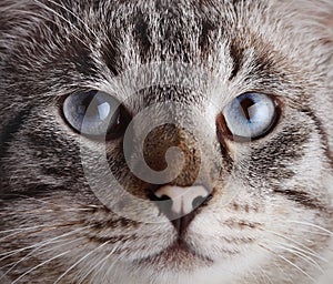 Muzzle of a blue-eyed striped cat.