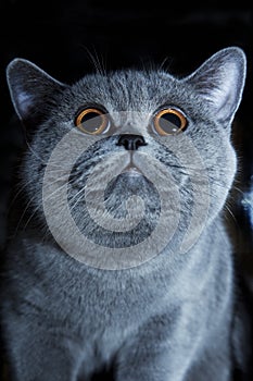 Muzzle of British gray cat