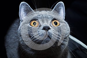 Muso da britannico grigio gatto 