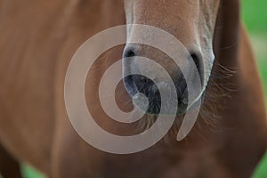 Muzzle of a brown colt on the background of the body close-up.
