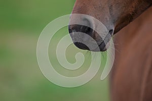 muzzle of a brown colt on a green background of grass close-up. horse`s nose