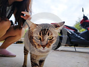 The muzzle of a brown domestic cat. The cat looks up. Cat`s face close-up. A pet in nature.