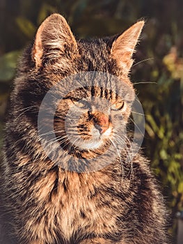 The muzzle of a brown domestic cat. The cat looks up. Yellow-green blurry background with circles. Cat`s face close-up. A pet in