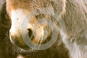 The muzzle of a brown domestic donkey close-up. Cute donkey nose with mustache.