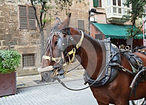 The muzzle of a brown harnessed horse close-up, the tourist center of Palma de Mallorca
