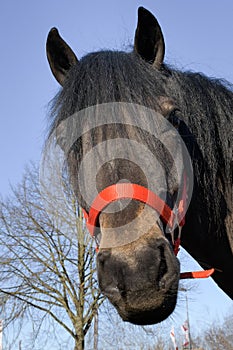 The muzzle of a brown horse. Red bridle