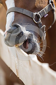 Muzzle of a brown horse with a white groove close-up. nibbles the Board