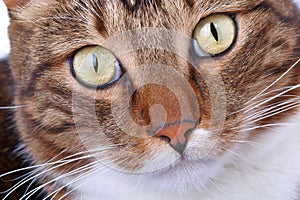 Muzzle striped domestic cat close-up