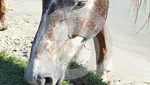 Muzzle of a Brown And White Horse is Grazing Grass on a Lawn in Slow Motion