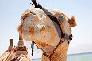 Muzzle camel close-up.