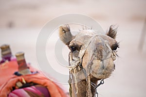 Muzzle camel in Egypt, close up. Animal in desert.