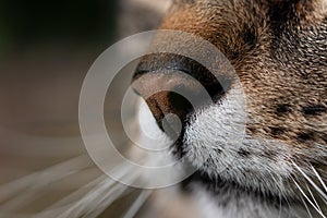 Muzzle of a cat in close-up